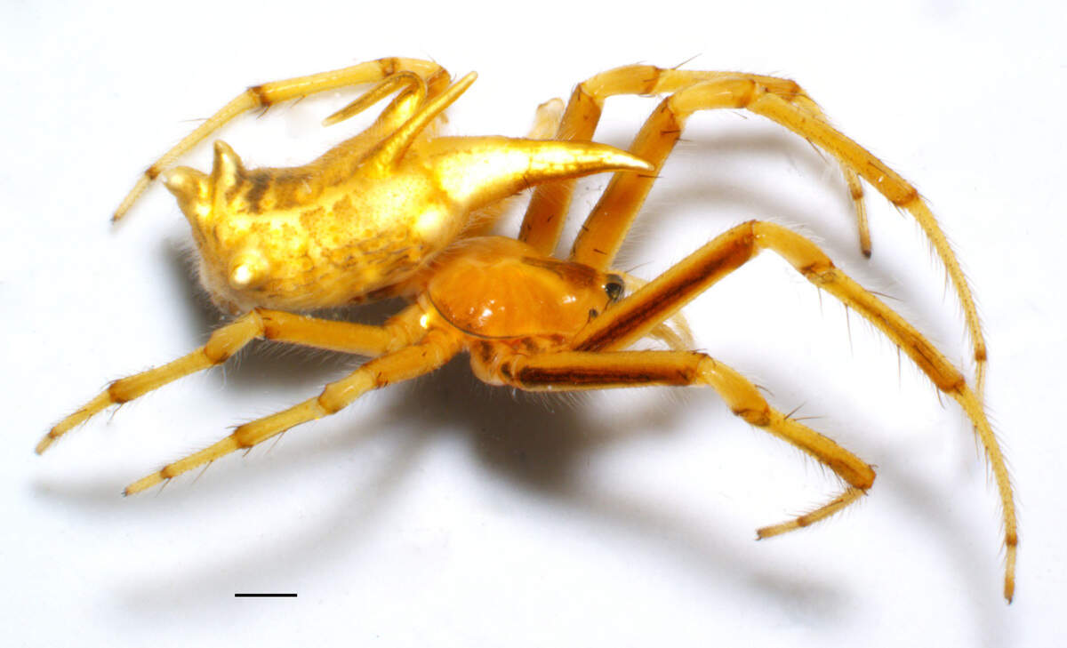 New rare orb-weaver spider discovered in Ecuador's Amazon | Miami